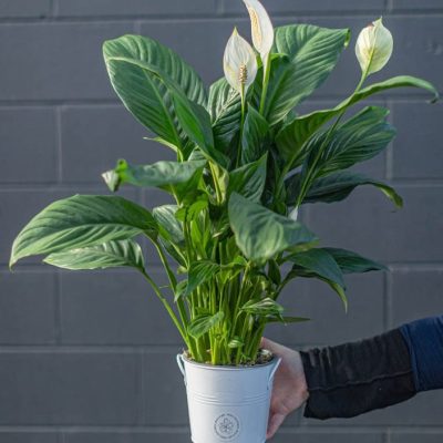 peace lily