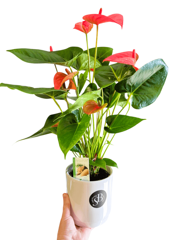 Anthurium Hot Pink- Florist Choice