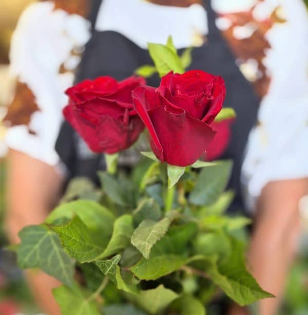 3 Red Roses in Vase with Greenery