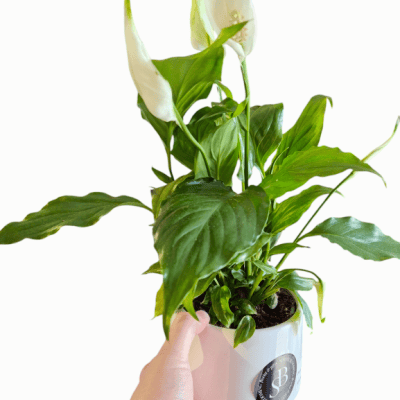 peace lily