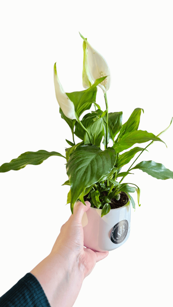 Peace Lily - Small